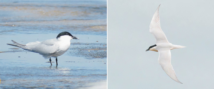 First records of the Gull-billed Tern, Gelochelidon nilotica (Gmelin, 1789) (Aves: Sternidae), from Rio de Janeiro state, Brazil